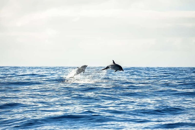 Portimão: Benagil Caves Speed Boat Tour with Sunset Option - Guides make a short trip feel fuller