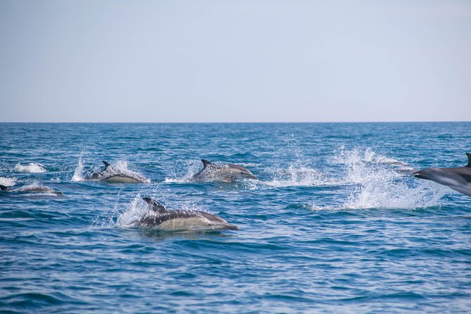 Portimão:Embark on Nature•Benagil and Dolphins•Biologist on board - Watching dolphins in their own habitat