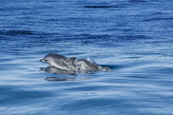 Portimão:Embark on Nature•Benagil and Dolphins•Biologist on board - The possible swimming stop