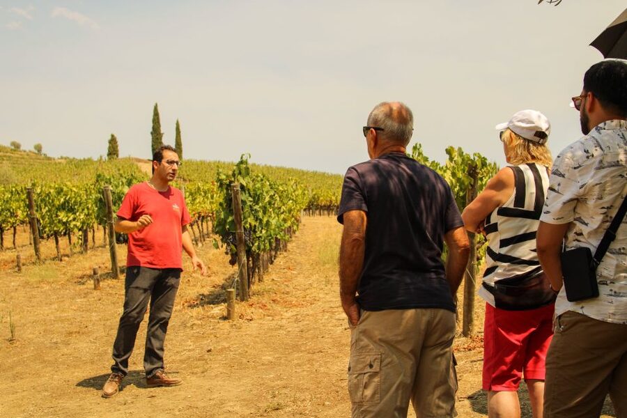 Porto: Douro Valley History & Wine Tour with Cruise & Lunch - Meeting near Porto Cathedral