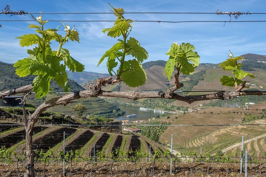Porto: Douro Valley Wine Tour with a Sommelier & Boat Trip - Seeing the Douro from the river