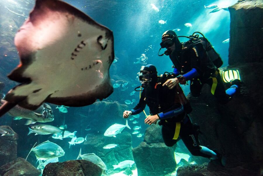 Porto Moniz: Diving with Sharks and Rays in Madeira Aquarium - The aquarium tour before your water session