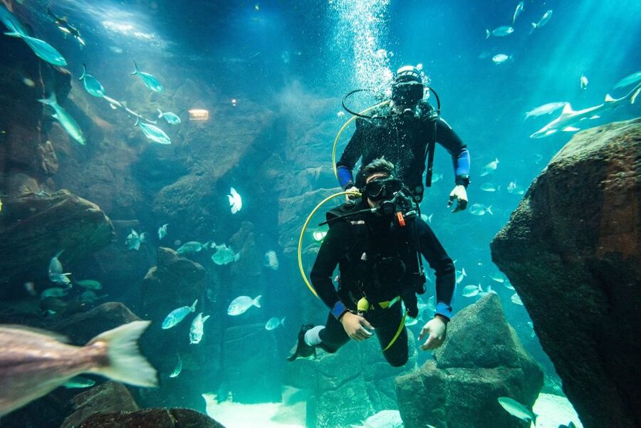 Porto Moniz: Diving with Sharks and Rays in Madeira Aquarium - Why the instructor matters so much