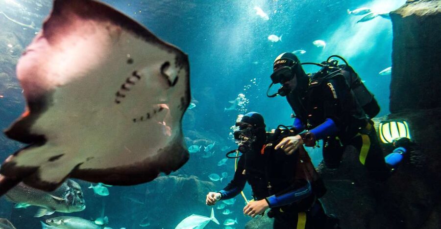 Porto Moniz: Diving with Sharks and Rays in Madeira Aquarium - Learning the basics before entering the tank
