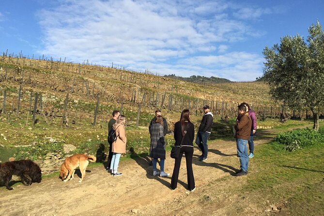 Premium Douro Valley Small-Group Tour, Wine Tasting, Lunch & Boat - Why the Douro Valley deserves a full day from Porto