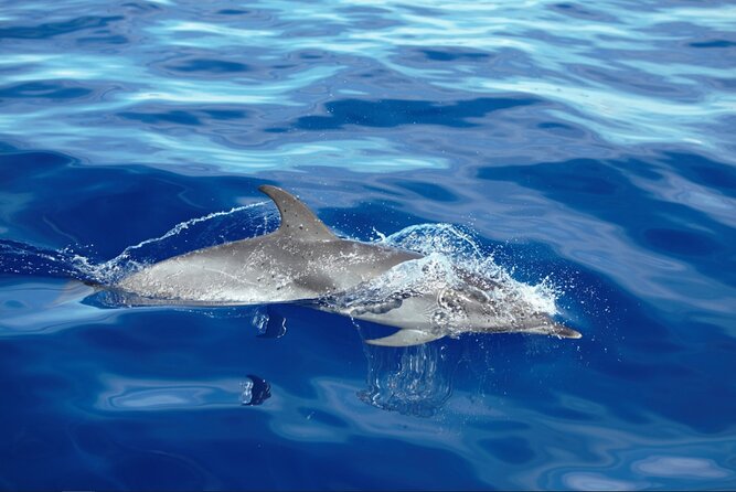 Private Dolphin and Whale Watching Tour in Madeira - Starting at Calheta marina