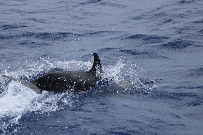 Private Dolphin and Whale Watching Tour in Madeira - The crew makes much of the difference
