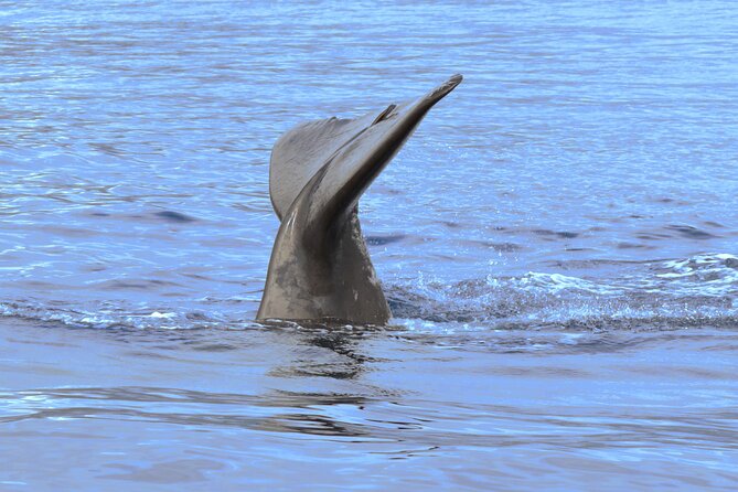 Private Dolphin and Whale Watching Tour in Madeira - Snorkeling, swimming, and the coastal stop