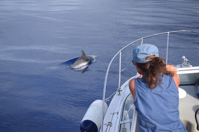 Private Dolphin and Whale Watching Tour in Madeira - Timing, weather, and who should book