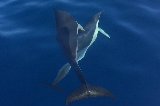 Private Dolphin and Whale Watching Tour in Madeira - Is $592.56 good value?