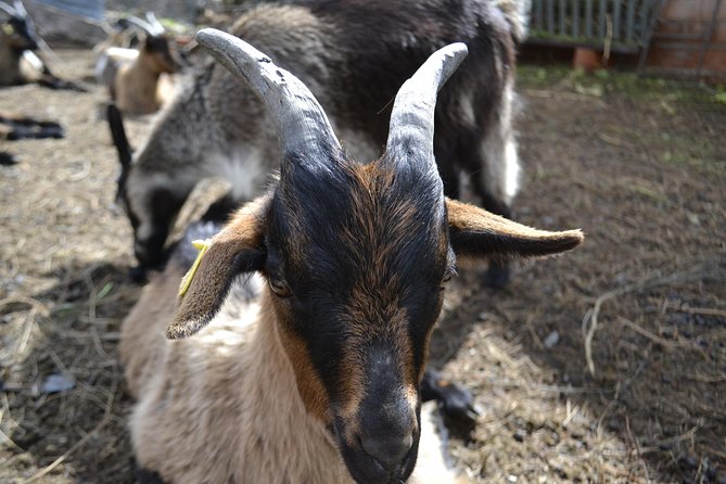 Private Geres National Park Tour with Lunch and Transfers - Villages and the human side of the park