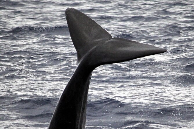 Responsible Whales and/or Dolphins Watching Tour - Why Madeira is a strong place for cetacean watching