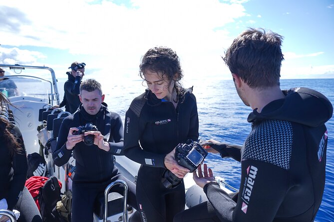Responsible Whales and/or Dolphins Watching Tour - Racing toward the open Atlantic