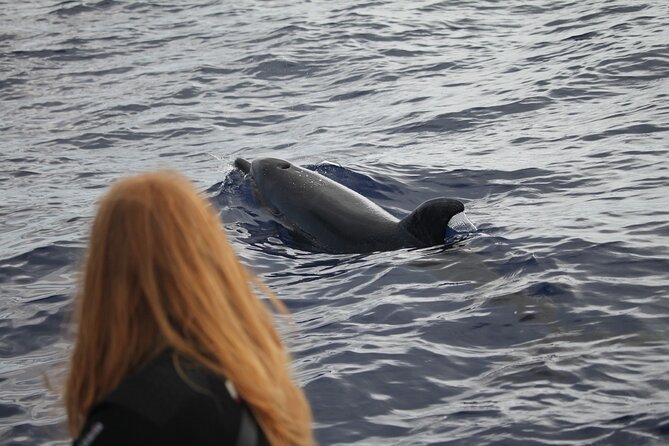 Responsible Whales and/or Dolphins Watching Tour - What happens when the sea is quiet