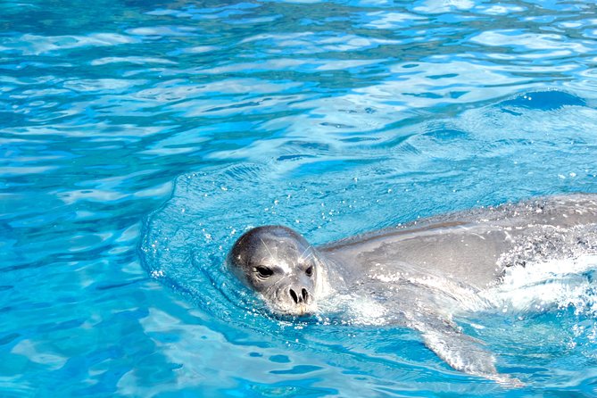 Responsible Whales and/or Dolphins Watching Tour - Is $59.28 a good value?