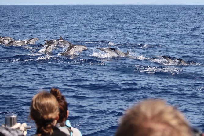 Responsible Whales and/or Dolphins Watching Tour - Starting at Gate 4 in Funchal