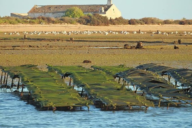 Ria Formosa - Boat trip to the 3 Islands: Armona | Culatra Island | Lighthouse - How much value do you get for $48.25?