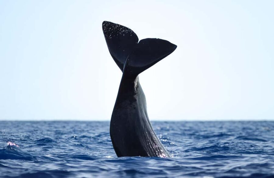 São Miguel Azores: Half-Day Whale Watching Trip - Key points to know before you go