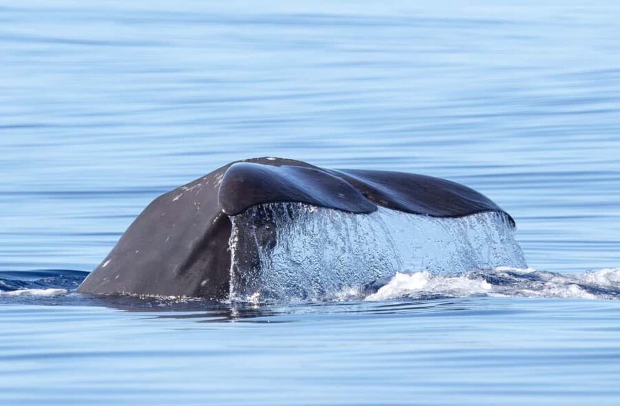 São Miguel Azores: Half-Day Whale Watching Trip - Why São Miguel is such a good whale-watching base