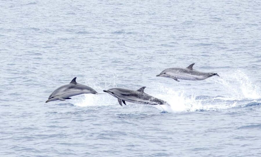 São Miguel Azores: Half-Day Whale Watching Trip - Ponta Delgada or Rabo do Peixe