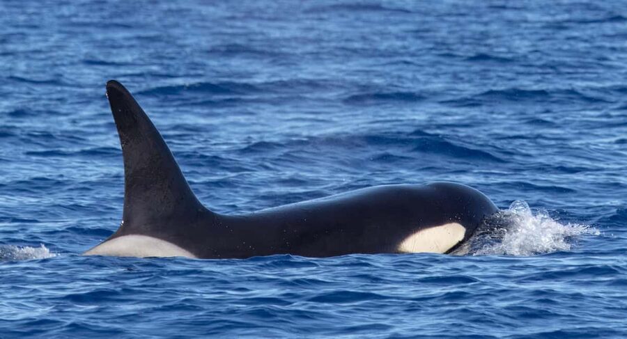 São Miguel Azores: Half-Day Whale Watching Trip - The search begins offshore