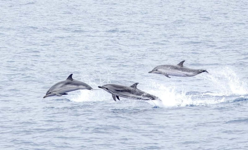 São Miguel Azores: Half-Day Whale Watching Trip - Watching dolphins without turning them into a spectacle