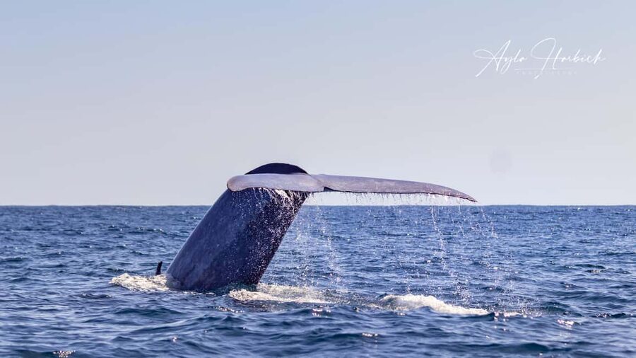 São Miguel Azores: Half-Day Whale Watching Trip - Meeting whales in open water