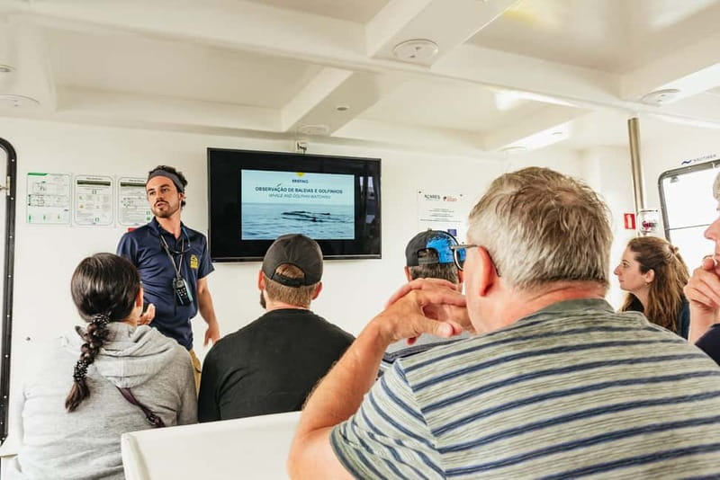 São Miguel Azores: Half-Day Whale Watching Trip - Choosing between the catamaran and zodiac