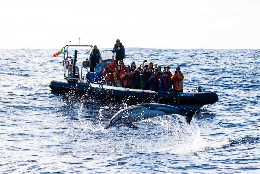 São Miguel Azores: Half-Day Whale Watching Trip - The return along São Miguel’s coast