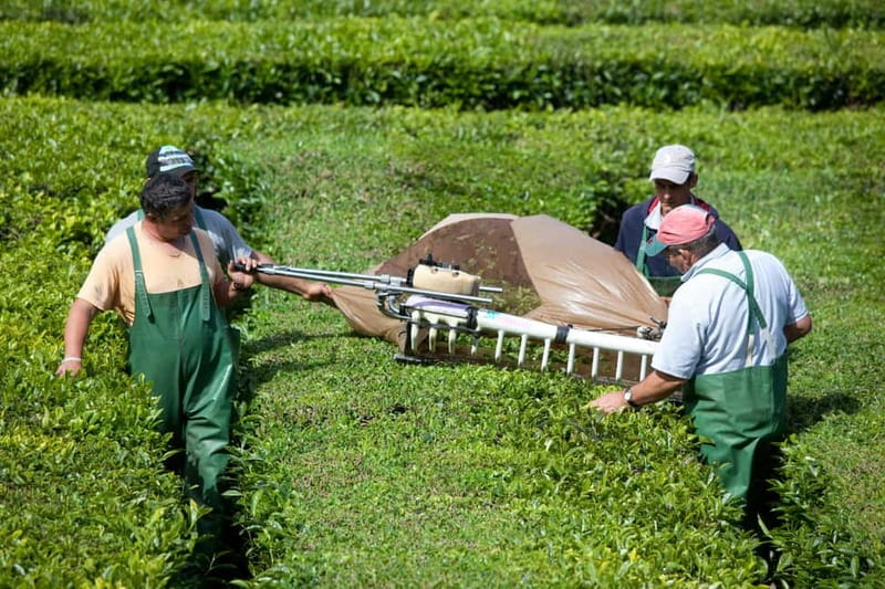 São Miguel: Furnas Volcano & Tea Plantation Tour & Lunch - Terra Nostra, thermal pools, and time to walk