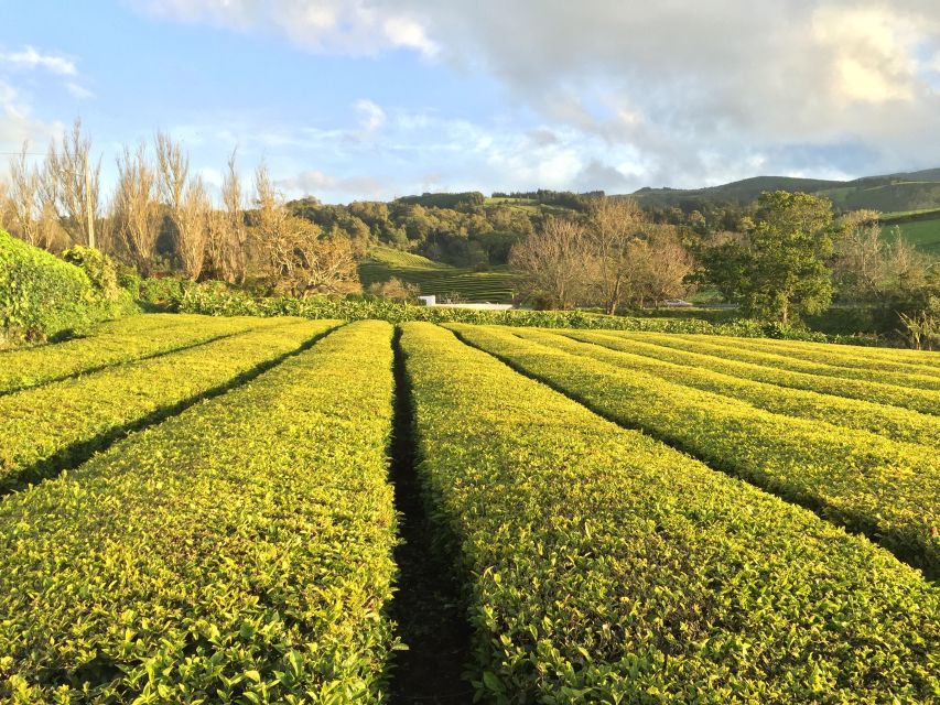 São Miguel Island: Full Day All-in-One Tour - Lagoa do Fogo and the island’s high mountain roads