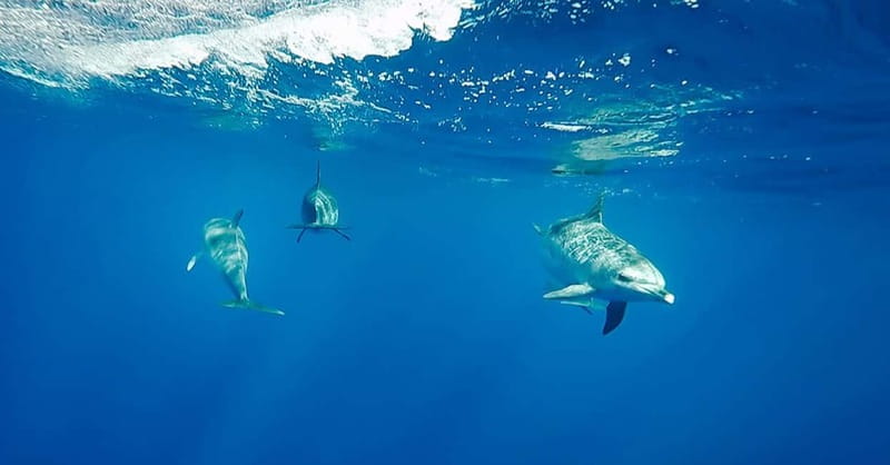 São Miguel: Wild Swimming with Dolphins - Key points at a glance