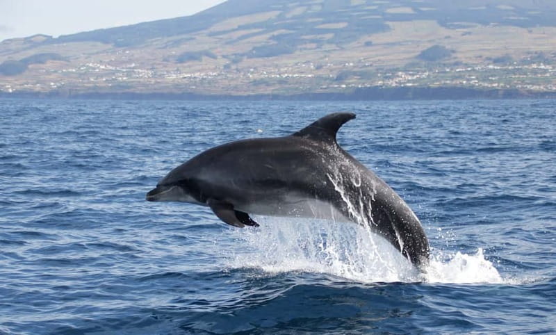 São Miguel: Wild Swimming with Dolphins - Practical preparation before you arrive