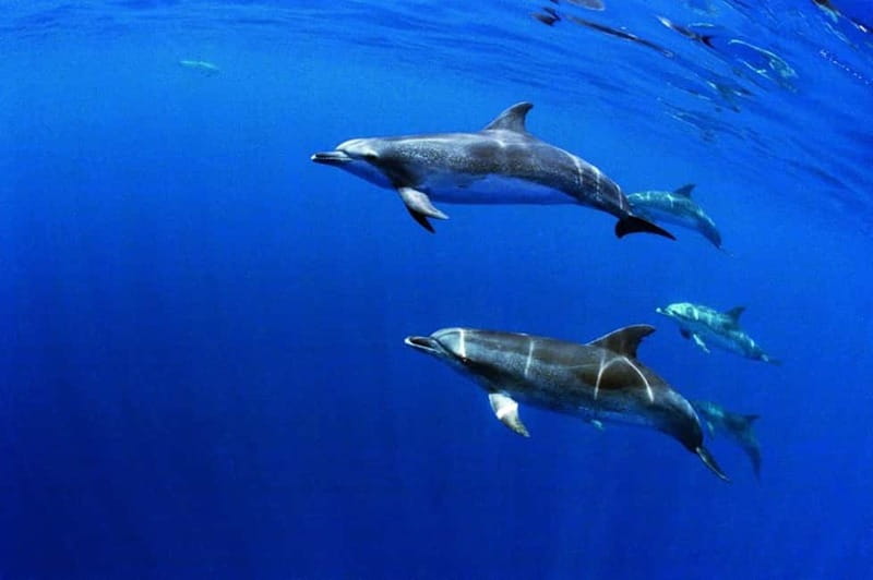 São Miguel: Wild Swimming with Dolphins - Leaving Marina Pêro de Teive for the Atlantic