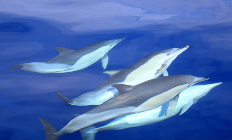 São Miguel: Wild Swimming with Dolphins - Finding dolphins along São Miguel’s coast