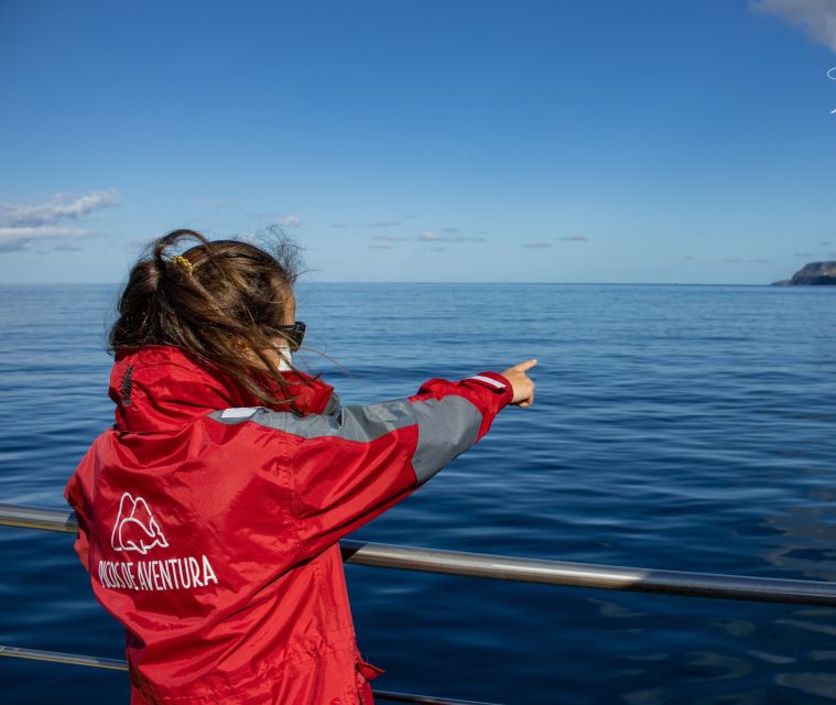 São Miguel: Wild Swimming with Dolphins - What getting into the water is really like