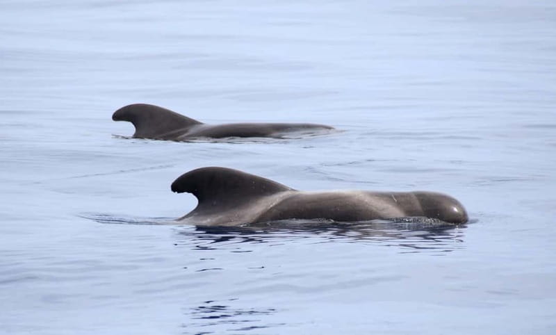 São Miguel: Wild Swimming with Dolphins - Guides who add more than safety instructions