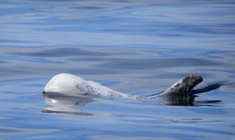 São Miguel: Wild Swimming with Dolphins - The views from the boat are part of the value