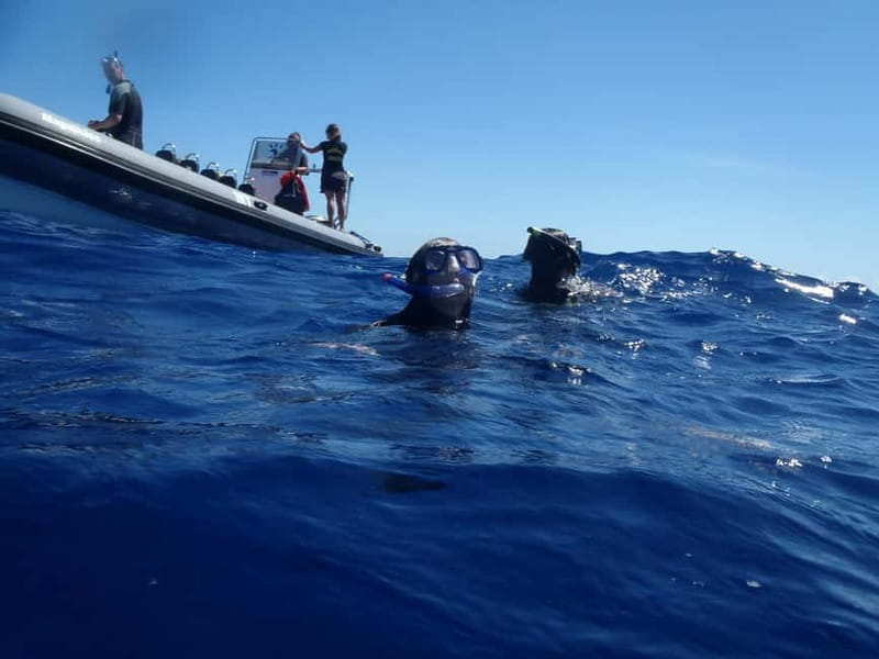São Miguel: Wild Swimming with Dolphins - The 10-minute briefing that sets the tone