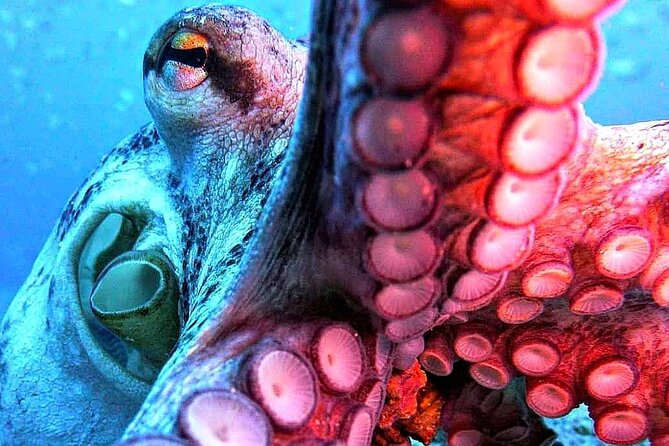 Scuba Diving Experience in Madeira - What you may see below the surface