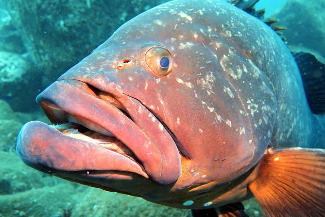 Scuba Diving Experience in Madeira - Is $50.81 good value?