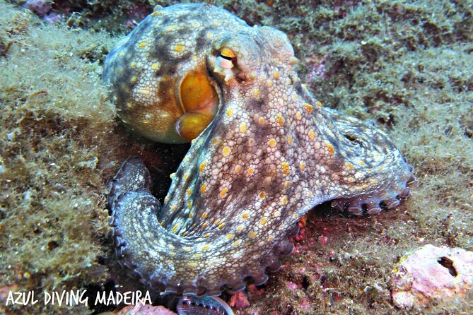 Scuba Diving Experience in Madeira - Who should book this Madeira experience?