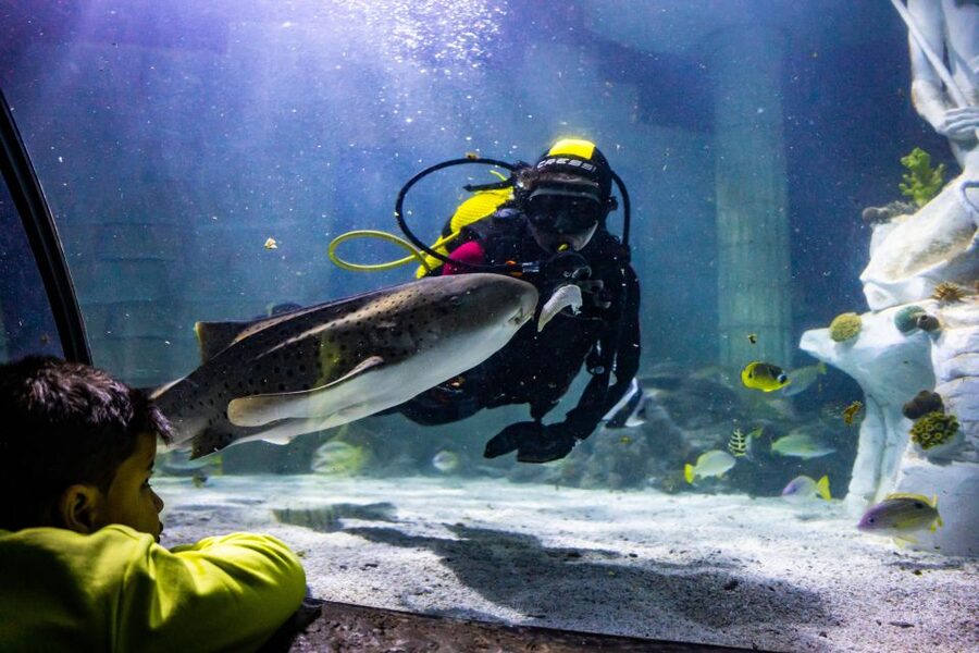 SEA LIFE Porto Full-Day Entrance Ticket - Key things to know before you go