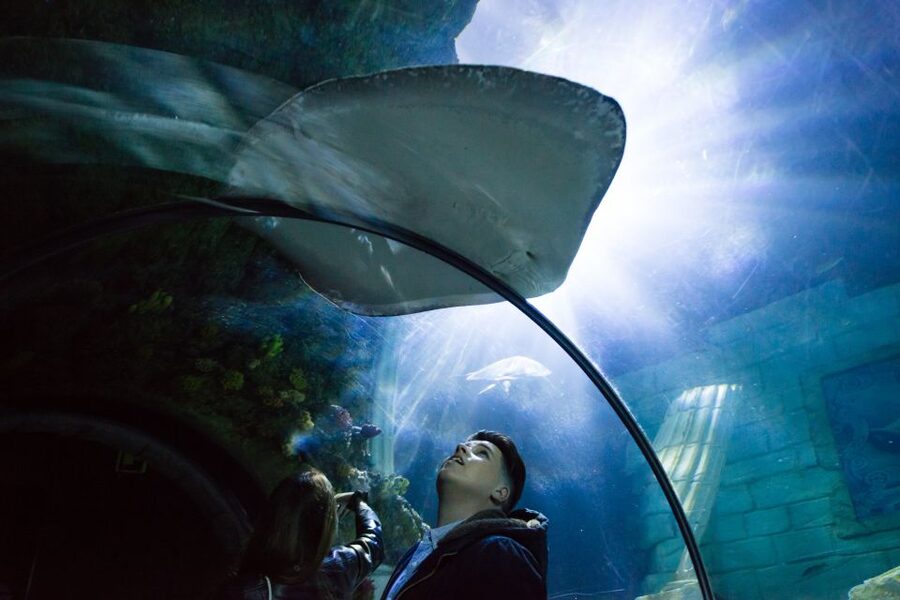 SEA LIFE Porto Full-Day Entrance Ticket - Cow-faced rays take the spotlight