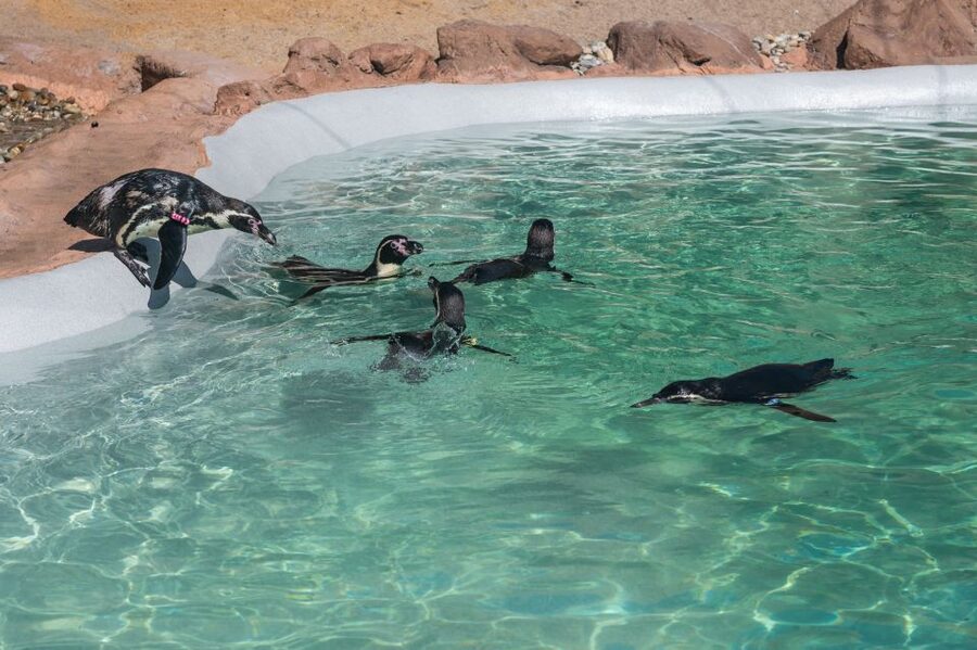 SEA LIFE Porto Full-Day Entrance Ticket - Penguin Island brings a new reason to visit