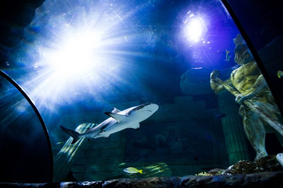 SEA LIFE Porto Full-Day Entrance Ticket - Take a break with Atlantic views