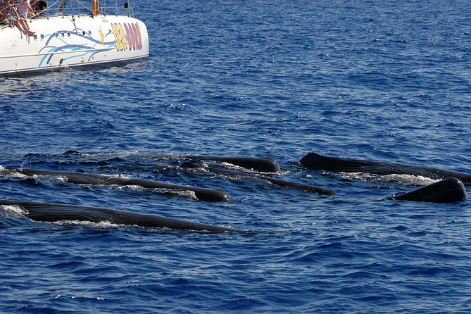 Seaborn Catamaran trips - Setting out from Funchal Marina