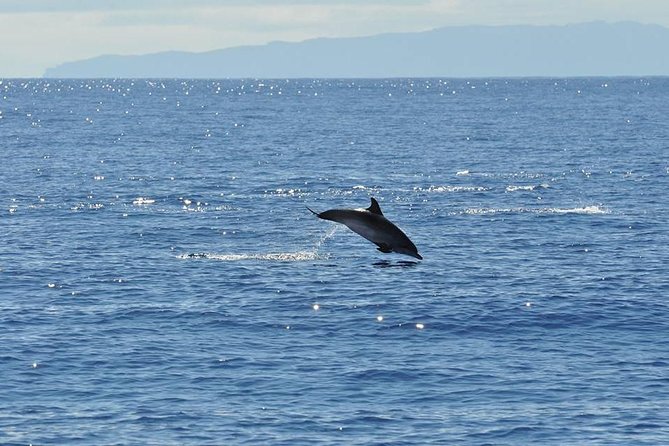 Seaborn Catamaran trips - Cabo Girao and the Madeira coast from offshore