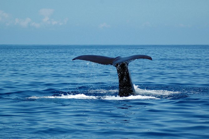 Seaborn Catamaran trips - Responsible watching is a real part of the experience