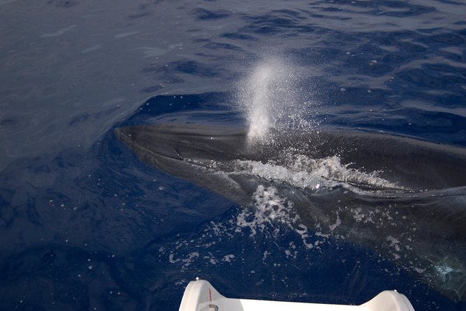 Seaborn Catamaran trips - Searching for dolphins, whales, and turtles